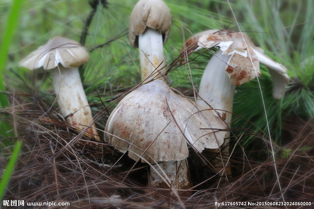 Wild Chicken Mushrooms