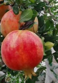 Soft seed pomegranate