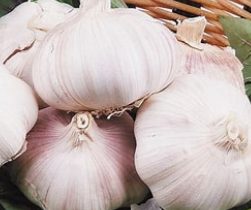 garlic